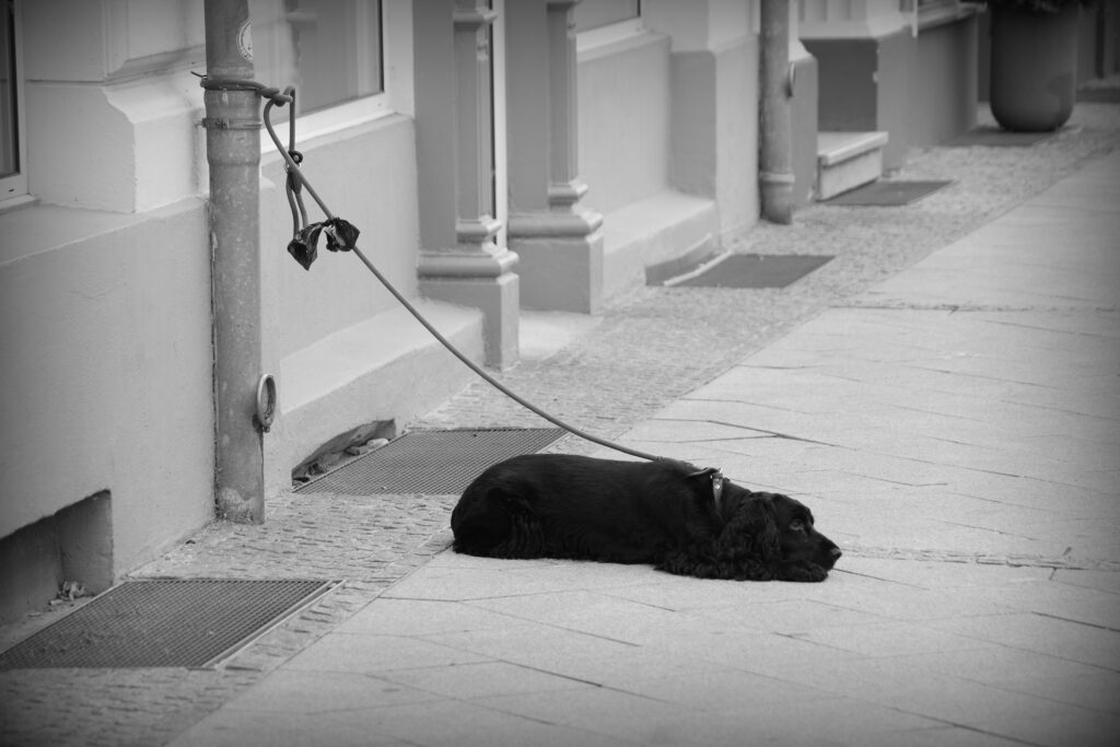 A black dog on a leash fixed to a rain pipe lying and waiting patiently in Schwerin.