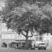 Monochrome photograph of a large tree standing above a market place with small stands and sales areas for a weekday market.